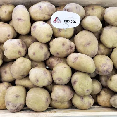 Сорт картофеля Пикассо - характеристики, особенность, выращивание |  Картофель, Посадка картофеля, Солонина