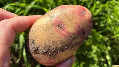 Сорт картофеля Пикассо: характеристика, особенности посадки и выращивания |  Идеальный огород | Дзен