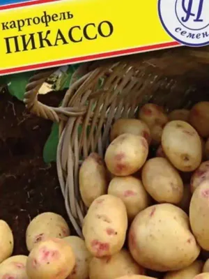 Картофель Пикассо 0,02 гр. купить оптом в Томске по цене 18,93 руб.