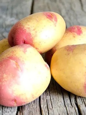 Картофель Престиж семена картофельсемена - купить по выгодным ценам в  интернет-магазине OZON (816369815)