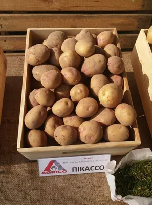 Семенной картофель Пикассо - купить в Украине — интернет-магазин СолнцеСад