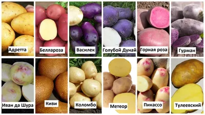 Семенной картофель Пикассо (Синеглазка) (1 репродукция) купить в Украине |  Веснодар