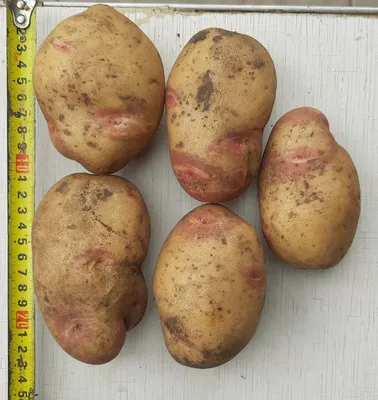Картофель от Papas