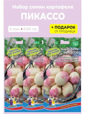 Семенной среднеспелый картофель \"Пикассо\" (на жарку, 1 репродукция) купить  почтой в Одессе, Киеве, Украине | Agro-Market