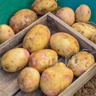 Семенной картофель Пикассо — купить в Красноярске. Овощи на  интернет-аукционе Au.ru