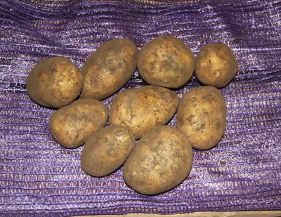 Семенной картофель в омске сибниисхоз каталог — купить по низкой цене на  Яндекс Маркете