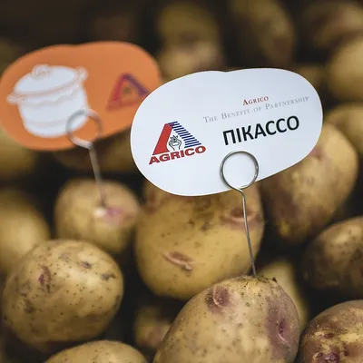 Семенной картофель Пикассо позднеспелый 1 кг купить в Украине с доставкой |  Цена в Svitroslyn.ua