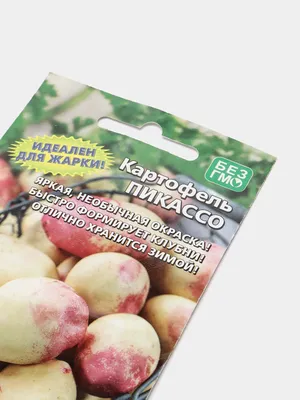 Картофель Пикассо — купить семенной картофель Пикассо в Украине, цена, фото