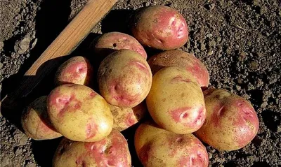 10 самых популярных сортов картофеля. Описание и фото — Ботаничка