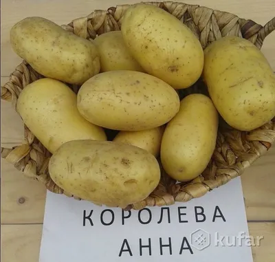 Картофель Пикассо (Фасовка: 2,5 кг) семена купить в Украине - фото, отзывы,  описание | Semena.in.ua