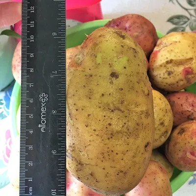 Картофель семенной Синеглазка - купить по низкой цене с доставкой