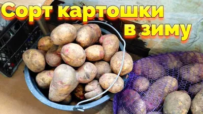 Проект ФАО: как таджикские дехкане осваивают новый сорт картофеля «Ред  Скарлет» • EastFruit