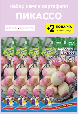 Картофель Пикассо 1 кг семенной – купить в питомнике \"КСП\" с доставкой по  России