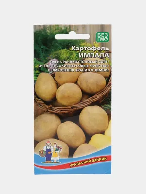 Семенной картофель новые дарковичи элитный — купить по низкой цене на  Яндекс Маркете