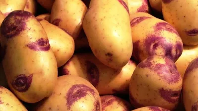 Купить Семенной картофель в интернет каталоге с доставкой | Boxberry