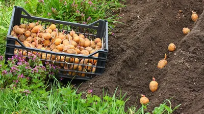 Огород и дача/ Garden and flowers. - КАРТОФЕЛЬ ПОД СОЛОМОЙ Многие садоводы  рассказывают, что выращивают картофель, не заделывая в землю, а просто  засыпая соломой. И при этом получают очень хороший урожай -