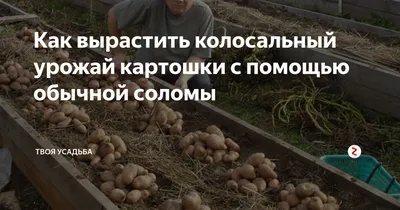 Когда и как правильно окучивать картошку: 5 советов для клубней-кулаков —  АгроXXI