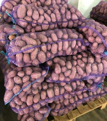 Семенной картофель Ред Скарлет — Рассада цветов и овощей.