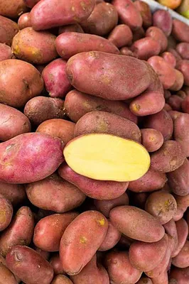 Картофель BIO, сорт Ред Скарлет купить с доставкой на дом по цене 218.9  рублей в интернет-магазине