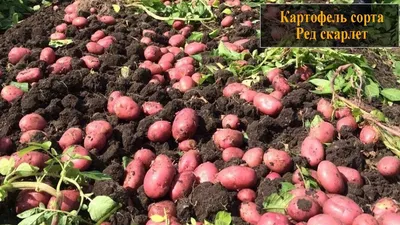 Картофель семенной \"Ред скарлет\" — купить в Красноярске. Картофель на  интернет-аукционе Au.ru