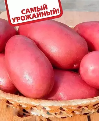 Картофель семенной Ред скарлет купить в Рязани
