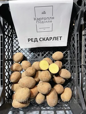 Купить Картофель Ред Скарлет от Питомник Семена.ру, 370