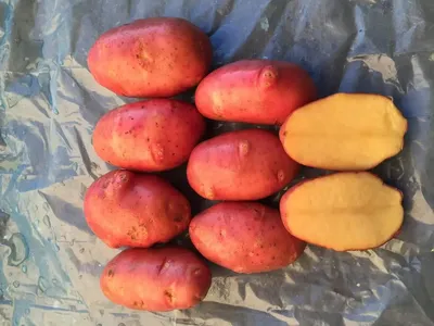 Семенной картофель Ред Скарлет, I-я репродукция (ID#1492531989), цена:  35.70 ₴, купить на Prom.ua