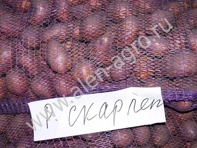 Купить картофель Ред Скарлет по оптовой цене – «Агротрейд»