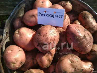 Семеннной Картофель Ред Скарлетт купить в Москве и РФ. Описание сорта.  Пункты самовывоза. Почтой (наложенный платеж). Доставка курьером по МО.