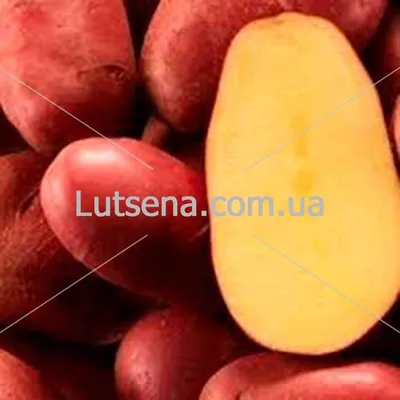 ≡ Семенной картофель Ред Скарлет (ранний) 1 репродукция - Купить в Украине  ᐉ Цены, Отзывы – LUTSENA