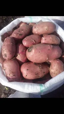 Картофель семенной Ред Леди (1 кг/уп - репродукция супер-супер элита,  ранний) купить за 195 р. в садовом центре АСТ Медовое