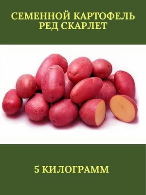 Соловьев Дмитрий Картофель семенной \"Ред Скарлет\" 5 кг