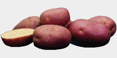 Картофель \"Ред Скарлет\" семенной ранний (1 репродукция) 10кг купить почтой  в Одессе, Киеве, Украине | Agro-Market
