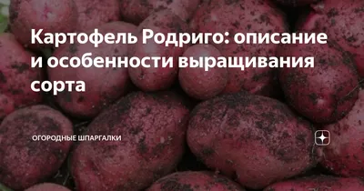 Семенной картофель Родрига среднеранний 1 кг купить в Украине с доставкой |  Цена в Svitroslyn.ua