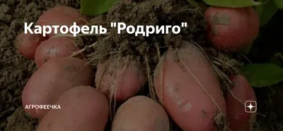 Продам/купить картофель Родриго красн - 5+ оптом от производителя, Брянская  обл — Agro-Russia