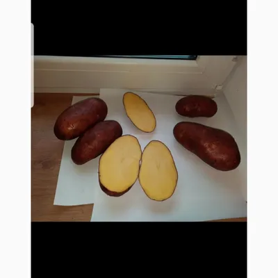 Продается картофель Родриго Оптом : 10.5 руб - Москва, Москва Картофель на  ЧоПочом