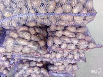 Продам картофель Родриго, купити картофель Родриго — Agro-Ukraine