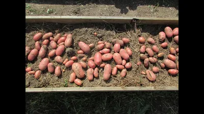 Купить картофель королева анна родриго бриз оптом в Беларуси, собственное  производство