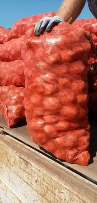Продажа - Картофель в Волгограде Родриго