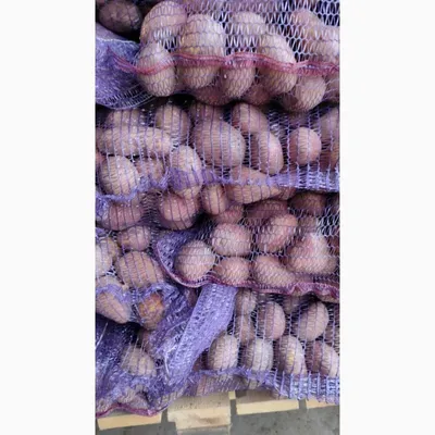 Продаётся картошка сорт Родриго, по 35 рублей кг. Обращаться по телефону  89186604781 или 89184624733 | Instagram