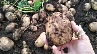 Фото к объявлению: картофель Родриго — Agro-Ukraine
