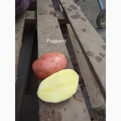 Где купить хороший картофель с доставкой в Бобруйске? Подборка объявлений  от наших читателей | magilev.by
