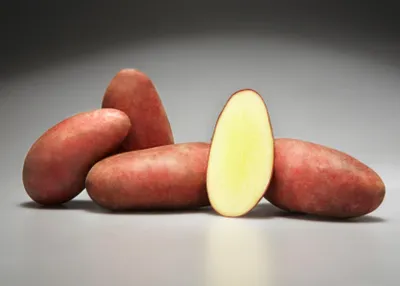 Купить Родриго – ранний столовый сорт картофеля от производителя «Агротрейд»