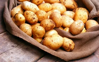 Картофель Родриго купить в Алуште | Товары для дома и дачи | Авито