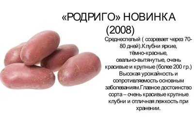 Картофель семенной пророщенный сорт Родриго 80руб ведро — купить в  Красноярске. Другое (семена, рассада, садовые растения) на  интернет-аукционе Au.ru
