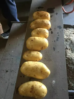 Картофель, цена 40.00 RUB, купить в Краснодаре