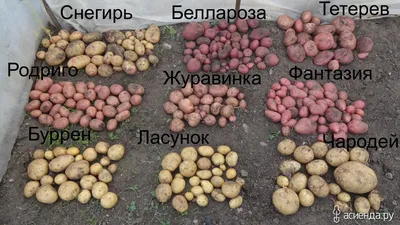 Семенной картофель Родрига (1 репродукция) купить в Украине | Веснодар