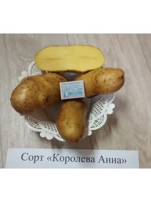 Продам картофель Родриго 5+ идеальная, купить картофель Родриго 5+  идеальная, Киевская обл — Agro-Ukraine