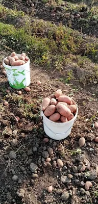 Отчет о картошке из Челябинска: Дневник пользователя 1r1ne
