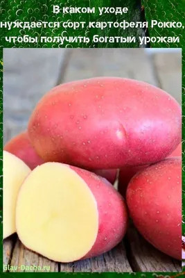 Сорт картофеля Рокко - описание характеристик сорта, посадка и уход |  Картофель, Картофель фри, Корнеплоды